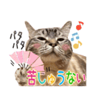 ウチの猫   マンチカンのスプリンクル（個別スタンプ：29）