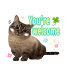 ウチの猫   マンチカンのスプリンクル（個別スタンプ：30）