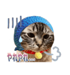 ウチの猫   マンチカンのスプリンクル（個別スタンプ：31）