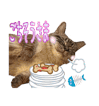 ウチの猫   マンチカンのスプリンクル（個別スタンプ：32）