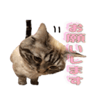 ウチの猫   マンチカンのスプリンクル（個別スタンプ：33）