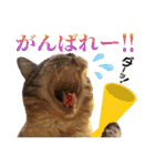 ウチの猫   マンチカンのスプリンクル（個別スタンプ：36）