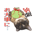 ウチの猫   マンチカンのスプリンクル（個別スタンプ：37）