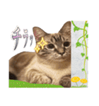 ウチの猫   マンチカンのスプリンクル（個別スタンプ：38）