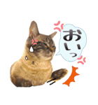 ウチの猫   マンチカンのスプリンクル（個別スタンプ：39）