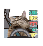 ウチの猫   マンチカンのスプリンクル（個別スタンプ：40）
