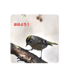 キクイタダキ！（個別スタンプ：1）