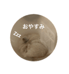 うちのハムスターが可愛すぎる件について（個別スタンプ：1）