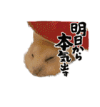 うちのハムスターが可愛すぎる件について（個別スタンプ：6）