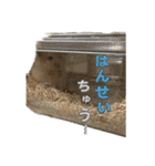 うちのハムスターが可愛すぎる件について（個別スタンプ：7）