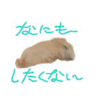 うちのハムスターが可愛すぎる件について（個別スタンプ：11）