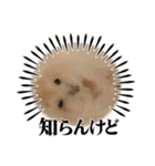 うちのハムスターが可愛すぎる件について（個別スタンプ：12）