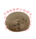 うちのハムスターが可愛すぎる件について（個別スタンプ：15）