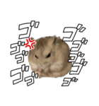 うちのハムスターが可愛すぎる件について（個別スタンプ：22）