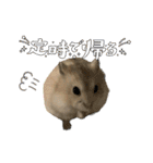 うちのハムスターが可愛すぎる件について（個別スタンプ：25）