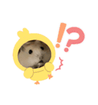 うちのハムスターが可愛すぎる件について（個別スタンプ：33）