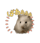 うちのハムスターが可愛すぎる件について（個別スタンプ：34）