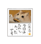 うちのハムスターが可愛すぎる件について（個別スタンプ：37）