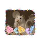 うちのハムスターが可愛すぎる件について（個別スタンプ：39）