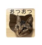 テヌレオポンVol.2／3匹の子猫時代付き（個別スタンプ：13）