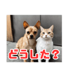 犬と猫のスタンプ13（個別スタンプ：6）