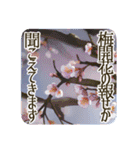 季語のある丁寧な挨拶（12～2月）（個別スタンプ：20）