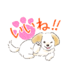 ハーフ犬マルックス ラテちゃんです！2（個別スタンプ：1）