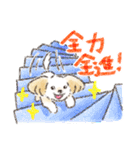 ハーフ犬マルックス ラテちゃんです！2（個別スタンプ：12）