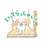 ハーフ犬マルックス ラテちゃんです！2（個別スタンプ：18）