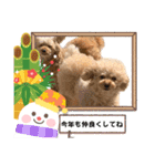 新年のあいさつ トイプードル（個別スタンプ：8）