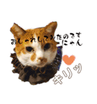 ぶにゃお猫ファミリー（個別スタンプ：1）
