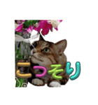 ぶにゃお猫ファミリー（個別スタンプ：2）