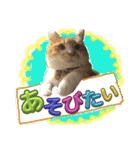 ぶにゃお猫ファミリー（個別スタンプ：7）