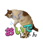 ぶにゃお猫ファミリー（個別スタンプ：8）