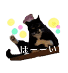 ぶにゃお猫ファミリー（個別スタンプ：10）