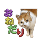 ぶにゃお猫ファミリー（個別スタンプ：11）
