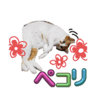 ぶにゃお猫ファミリー（個別スタンプ：14）