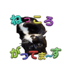 ぶにゃお猫ファミリー（個別スタンプ：15）