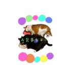 ぶにゃお猫ファミリー（個別スタンプ：16）