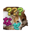 ぶにゃお猫ファミリー（個別スタンプ：17）