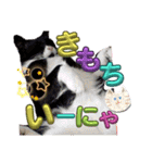 ぶにゃお猫ファミリー（個別スタンプ：18）