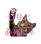 ぶにゃお猫ファミリー（個別スタンプ：21）