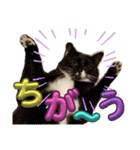 ぶにゃお猫ファミリー（個別スタンプ：22）