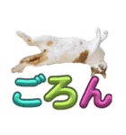 ぶにゃお猫ファミリー（個別スタンプ：23）