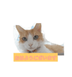 うちのチャオちゃん番外編（個別スタンプ：2）