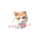 うちのチャオちゃん番外編（個別スタンプ：7）