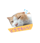 うちのチャオちゃん番外編（個別スタンプ：8）