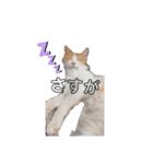 うちのチャオちゃん番外編（個別スタンプ：9）