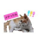 うちのチャオちゃん番外編（個別スタンプ：10）