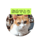 うちのチャオちゃん番外編（個別スタンプ：11）